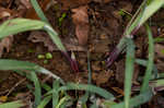 Purple sedge